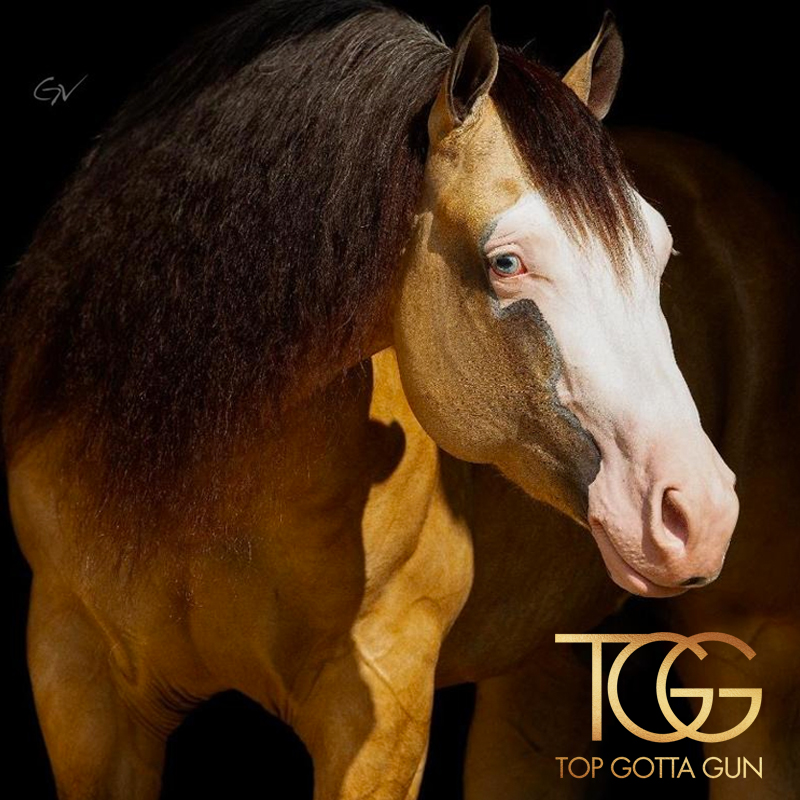 Top Gotta Gun — Imagem 2