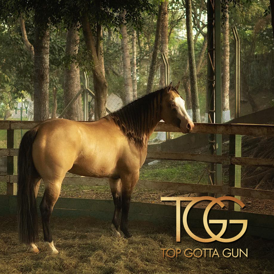 Top Gotta Gun — Imagem 3